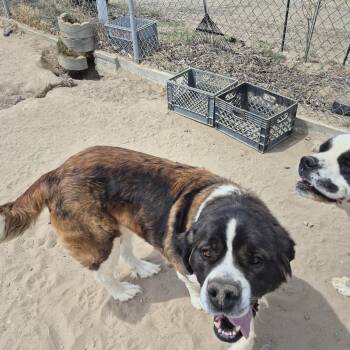 Saint Bernard Dogs Available for Adoption in Sparks, Nevada - KALEA | PetCurious