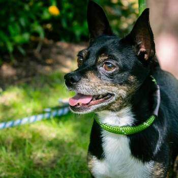 Tortilla Chip -  Chihuahua Dog for Adoption in Houston, Texas - Tortilla Chip | PetCurious