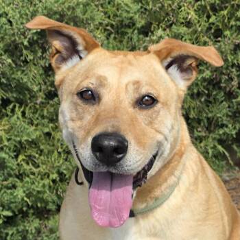 American Staffordshire Terrier Dogs Available for Adoption in North Valley, New Mexico - Angelic Ms Annice ~ Exceptional !!! | PetCurious