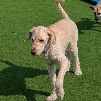 Mozzie -  Yellow Labrador Retriever and Poodle Dog for Adoption in Rochester, Minnesota - Mozzie | PetCurious