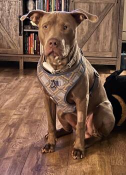 Spade -  Pit Bull Terrier Dog for Adoption in Merrillville, Indiana - Spade | PetCurious