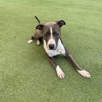 Rescue Labrador Retriever Dogs for Adoption in Saint George, Vermont - Luna | PetCurious