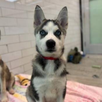 Husky and Mixed Breed Dogs Available for Adoption - Hope | PetCurious