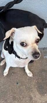 Chihuahua and Mixed Breed Dogs Available for Adoption - Klohe | PetCurious