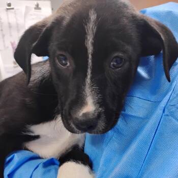 Mixed Breed Dogs Available for Adoption in Summerville, South Carolina - Eadie | PetCurious