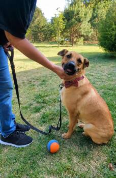 Zadee -  Yellow Labrador Retriever Dog for Adoption in Mount Laurel Township, New Jersey - Zadee | PetCurious