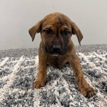 Terrier and Mixed Breed Dogs Available for Adoption in Dayton, Ohio - Lenny | PetCurious