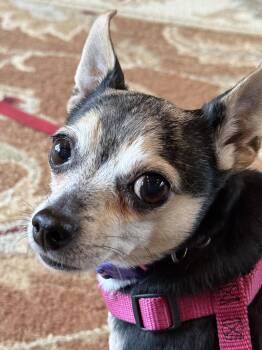 Rescue Chihuahua Dogs for Adoption in Lexington, Kentucky - Ruby | PetCurious