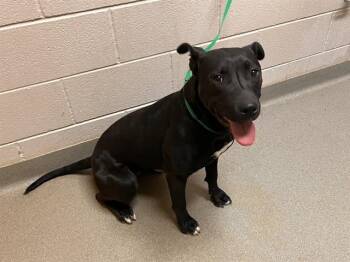 GENEVA -  Pit Bull Terrier and Labrador Retriever Dog for Adoption in Colorado Springs, Colorado - GENEVA | PetCurious