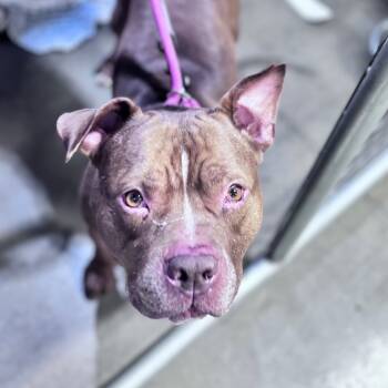 Rescue Mixed Breed Dogs for Adoption in Bismarck, North Dakota - Larry | PetCurious