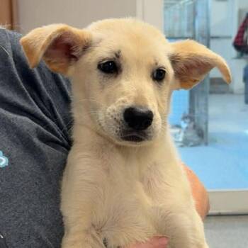 Labrador Retriever and Mixed Breed Dogs Available for Adoption in Normal, Illinois - Toodee | PetCurious