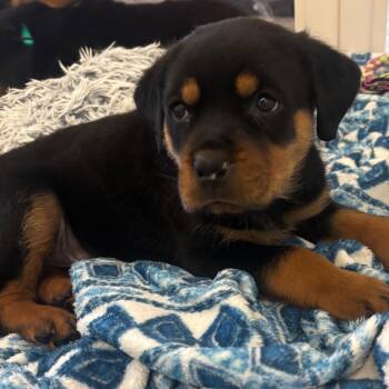 Rottweiler Dogs Available for Adoption in Phoenix, Arizona - Simba | PetCurious