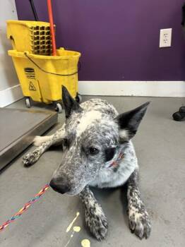 Australian Cattle Dog Blue Heeler Dogs Available for Adoption in Salt Lake City, Utah - *Prince* | PetCurious