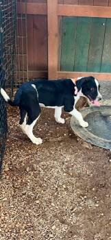 Kraken -  Mixed Breed Dog for Adoption in Taycheedah, Wisconsin - Kraken | PetCurious