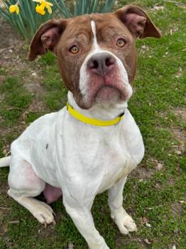 Pit Bull Terrier and Mixed Breed Dogs Available for Adoption - Granny | PetCurious