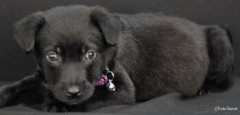 Stinkbug -  Black Labrador Retriever Dog for Adoption in Newland, North Carolina - Stinkbug | PetCurious
