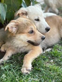 Leia the Shepsky -  Husky and German Shepherd Dog Dog for Adoption in Los Angeles, California - Leia The Shepsky | PetCurious