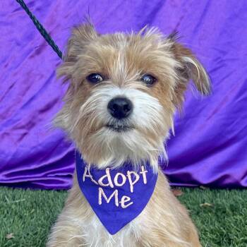 PIXIE -  Terrier and Poodle Dog for Adoption in Rowland Heights, California - PIXIE | PetCurious