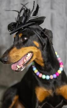 Miss Harley -  Doberman Pinscher Dog for Adoption in Pearland, Texas - Miss Harley | PetCurious