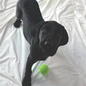 Doc -  Black Labrador Retriever Dog for Adoption in Freeport, Florida - Doc | PetCurious