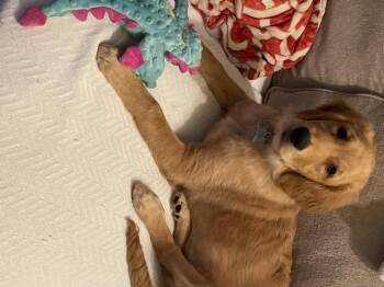 Golden Retriever Dogs Available for Adoption - Cora | PetCurious