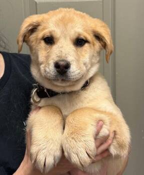 Anatolian Shepherd Dogs Available for Adoption in Littleton, Colorado - French Toast | PetCurious