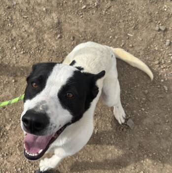 Moomoo -  Cattle Dog Dog for Adoption in Incline Village, Nevada - Moomoo | PetCurious