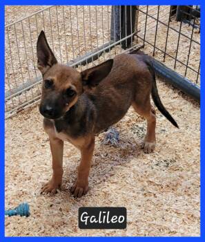 Rescue Australian Cattle Dog Blue Heeler Dogs for Adoption in Granbury, Texas - Galileo | PetCurious