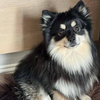 Pomeranian Dogs Available for Adoption - Zorro | PetCurious