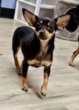 Leia -  Miniature Pinscher and Chihuahua Dog for Adoption in Tifton, Georgia - Leia | PetCurious
