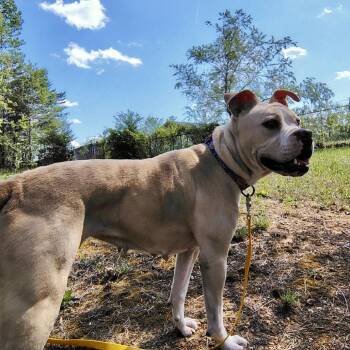 Boxer and Pit Bull Terrier Dogs Available for Adoption in Evensville, Tennessee - Roxie | PetCurious