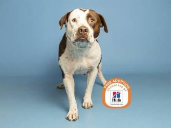 MAGGIE -  Pit Bull Terrier Dog for Adoption in Phoenix, Arizona - MAGGIE | PetCurious