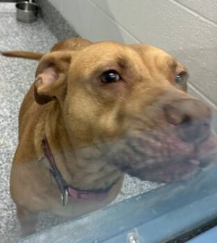 Rescue Mixed Breed Dogs for Adoption in Barnesville, Georgia - 25-149 Precious | PetCurious