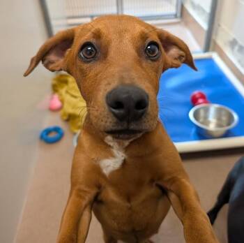 Oates -  Catahoula Leopard Dog and Miniature Pinscher Dog for Adoption in Santa Rosa, California - Oates | PetCurious