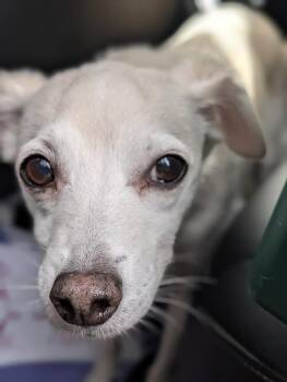 Chihuahua Dogs Available for Adoption - Max | PetCurious