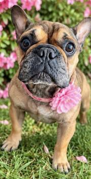 VINNIE -  French Bulldog Dog for Adoption in Margate, Florida - VINNIE | PetCurious