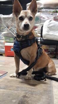 Banjo -  Shiba Inu and Corgi Dog for Adoption in Boca Raton, Florida - Banjo | PetCurious