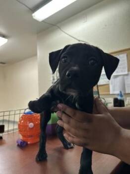 Pit Bull Terrier and Mixed Breed Dogs Available for Adoption in Roseville, California - Yerba | PetCurious