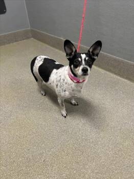 Chihuahua Dogs Available for Adoption - LOOLA | PetCurious