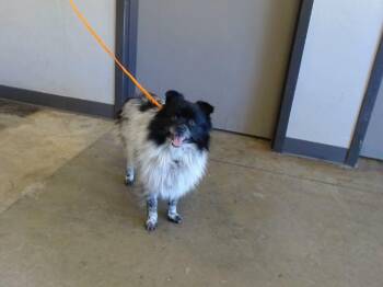 ACE -  Australian Terrier and Cairn Terrier Dog for Adoption in Ontario, California - ACE | PetCurious