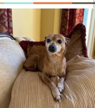 Rescue Miniature Pinscher and Chihuahua Dogs for Adoption in Sunrise, Florida - Sandy | PetCurious