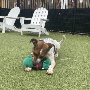 Niblet -  Cattle Dog Dog for Adoption in Charlottesville, Virginia - Niblet | PetCurious