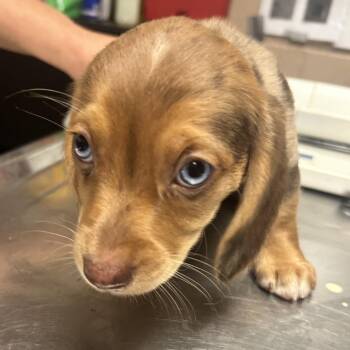 Blueberry Bagel -  Beagle Dog for Adoption in Newport, North Carolina - Blueberry Bagel | PetCurious