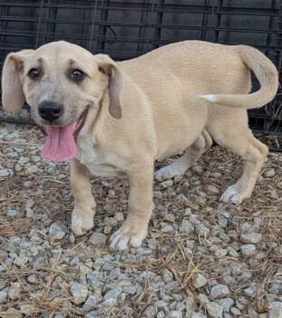 Clemetine -  Basset Hound and Labrador Retriever Dog for Adoption in Lexington, Kentucky - Clemetine | PetCurious