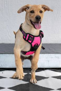 Chrissy -  Yellow Labrador Retriever Dog for Adoption in Savage, Minnesota - Chrissy | PetCurious