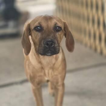 Brooklyn -  Redbone Coonhound and Terrier Dog for Adoption in Spring, Texas - Brooklyn | PetCurious