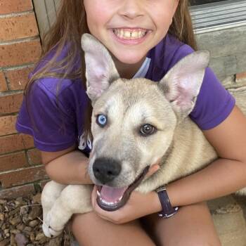 Pickles -  Siberian Husky and Australian Shepherd Dog for Adoption - Pickles | PetCurious