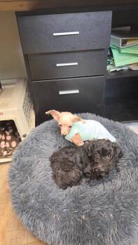 Poodle Dogs Available for Adoption in Waterloo, Illinois - Raven | PetCurious