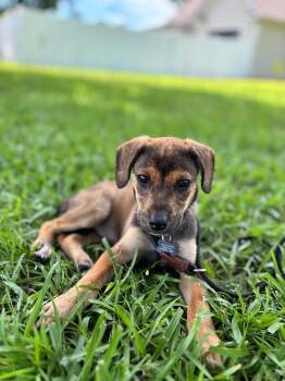 Addie -  Beagle and Mixed Breed Dog for Adoption in Aiken, South Carolina - Addie | PetCurious