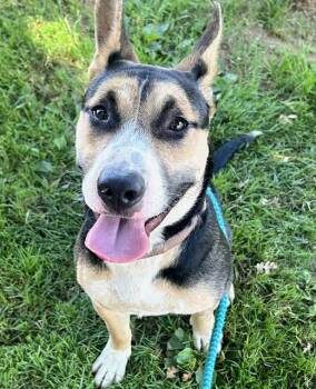 HANDSOME -  German Shepherd Dog and Pit Bull Terrier Dog for Adoption in Sacramento, California - HANDSOME | PetCurious